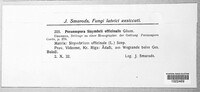 Peronospora sisymbrii-officinalis image